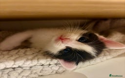 British Shorthair cats for sale: Female Kittens - Image 14