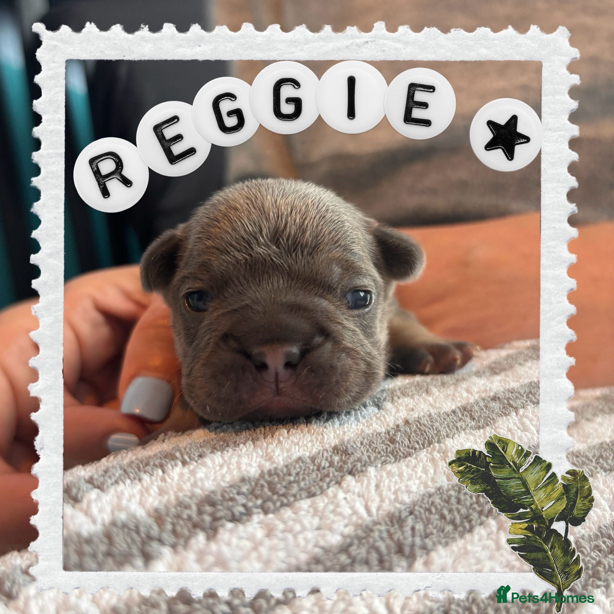 French Bulldog dogs French Bulldog puppies  - Advert 1