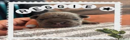 French Bulldog dogs for sale: French Bulldog puppies  - Advert 1