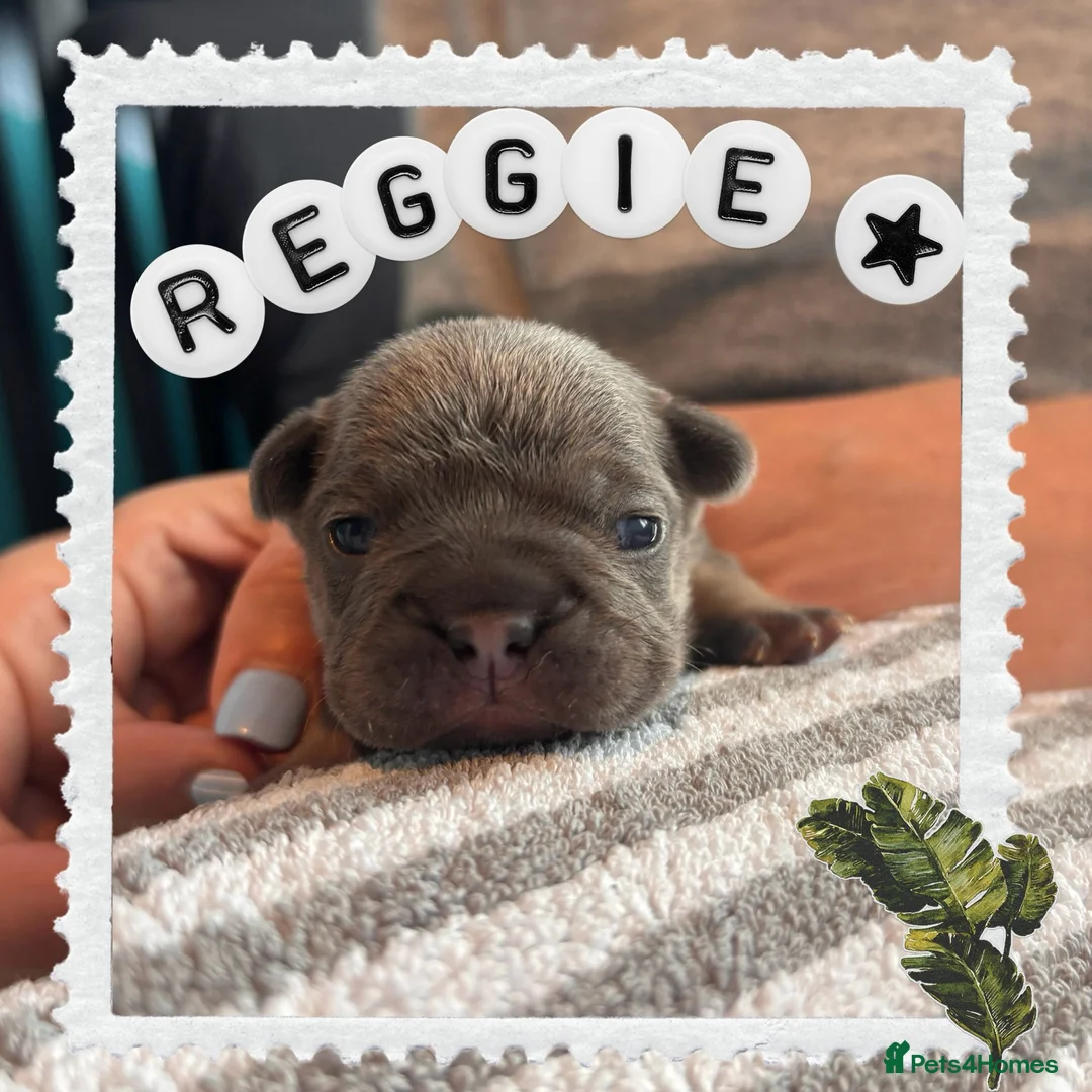 French Bulldog dogs for sale: French Bulldog puppies  - Advert 1