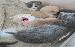 British Shorthair cats for sale: British Shorthairs Stunning Litter - Image 4
