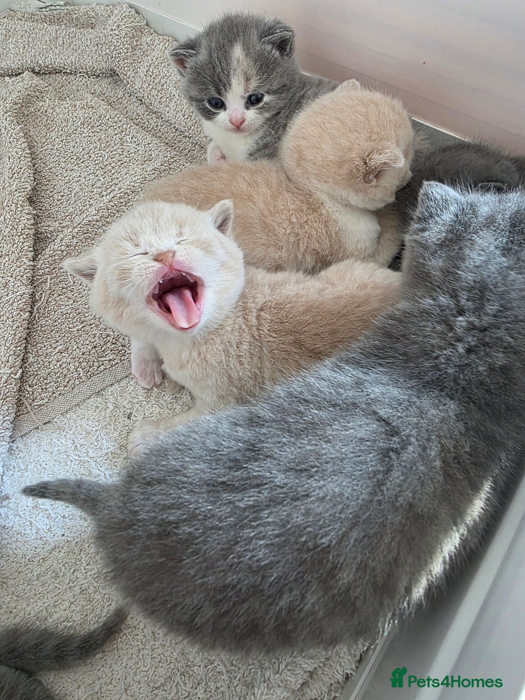 British Shorthair cats for sale: British Shorthairs Stunning Litter - Image 4