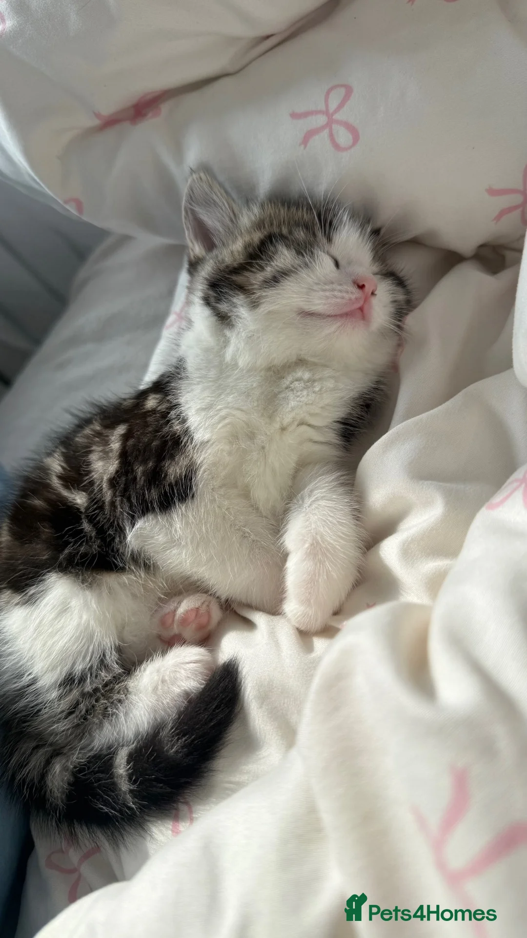 Mixed Breed cats for sale: Princess - Advert 1