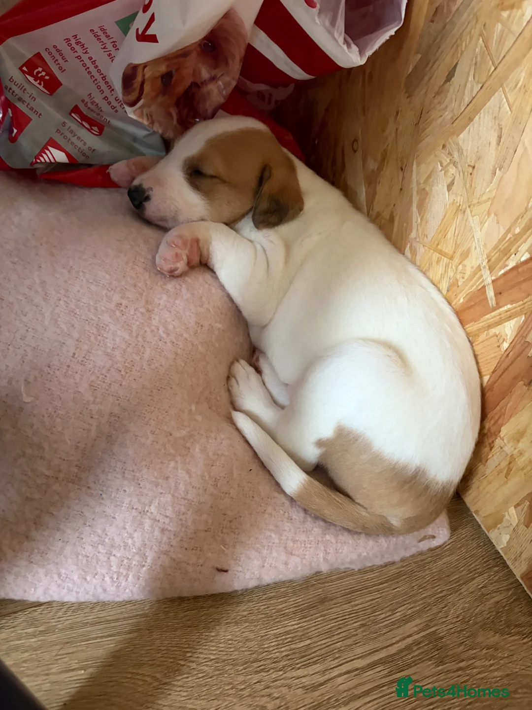 Lurcher dogs for sale: Lurcher pup male - Advert 5