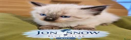 Ragdoll cats for sale: LOVELY BLUE EYED RAGDOLL KITTENS SEAL & LYNX POINT - Advert 6
