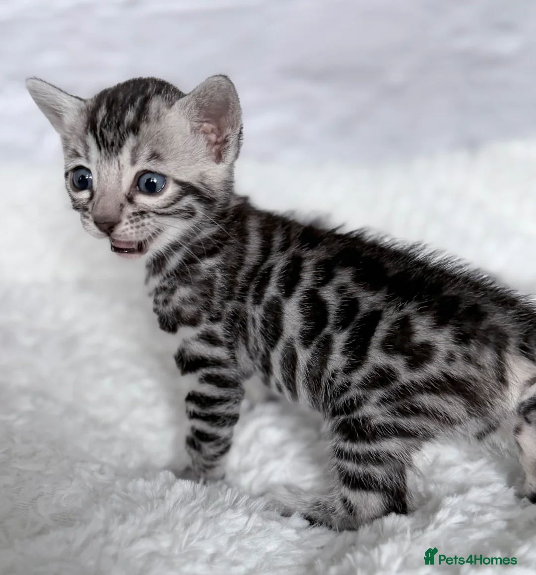 Bengal cats for sale: Exceptional Silver Bengal Kittens in Basingstoke - Advert 2