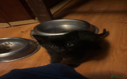 Mixed Breed cats for sale: 4 playful fluffy long haired black kittens  - Image 8