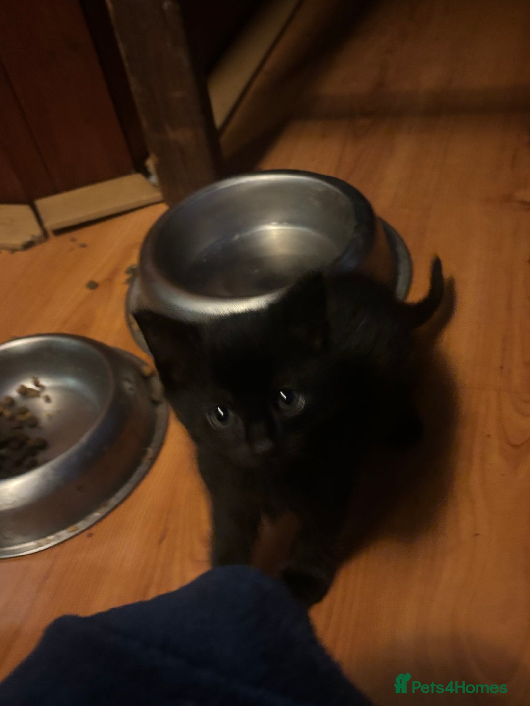Mixed Breed cats for sale: 4 playful fluffy long haired black kittens  - Image 8