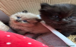 Perdoll cats for sale: Luxury Perdoll Kittens Available To Reserve  - Image 15