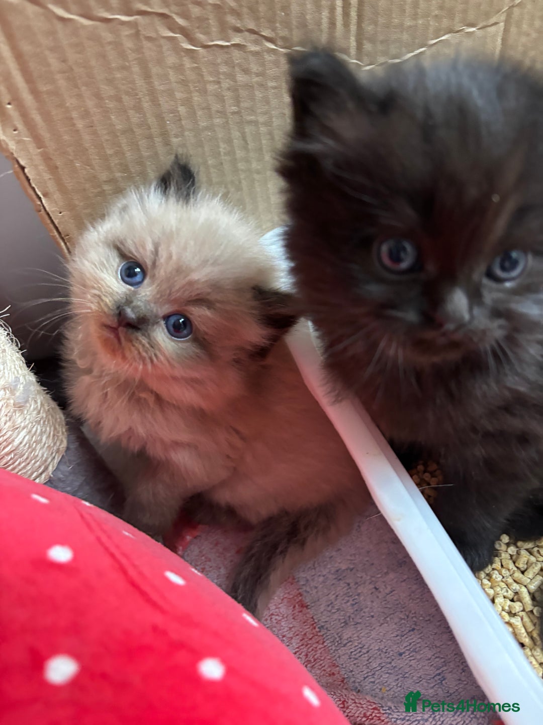 Perdoll cats for sale: Luxury Perdoll Kittens Available To Reserve  - Image 15