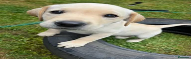 Labrador Retriever Puppy 1