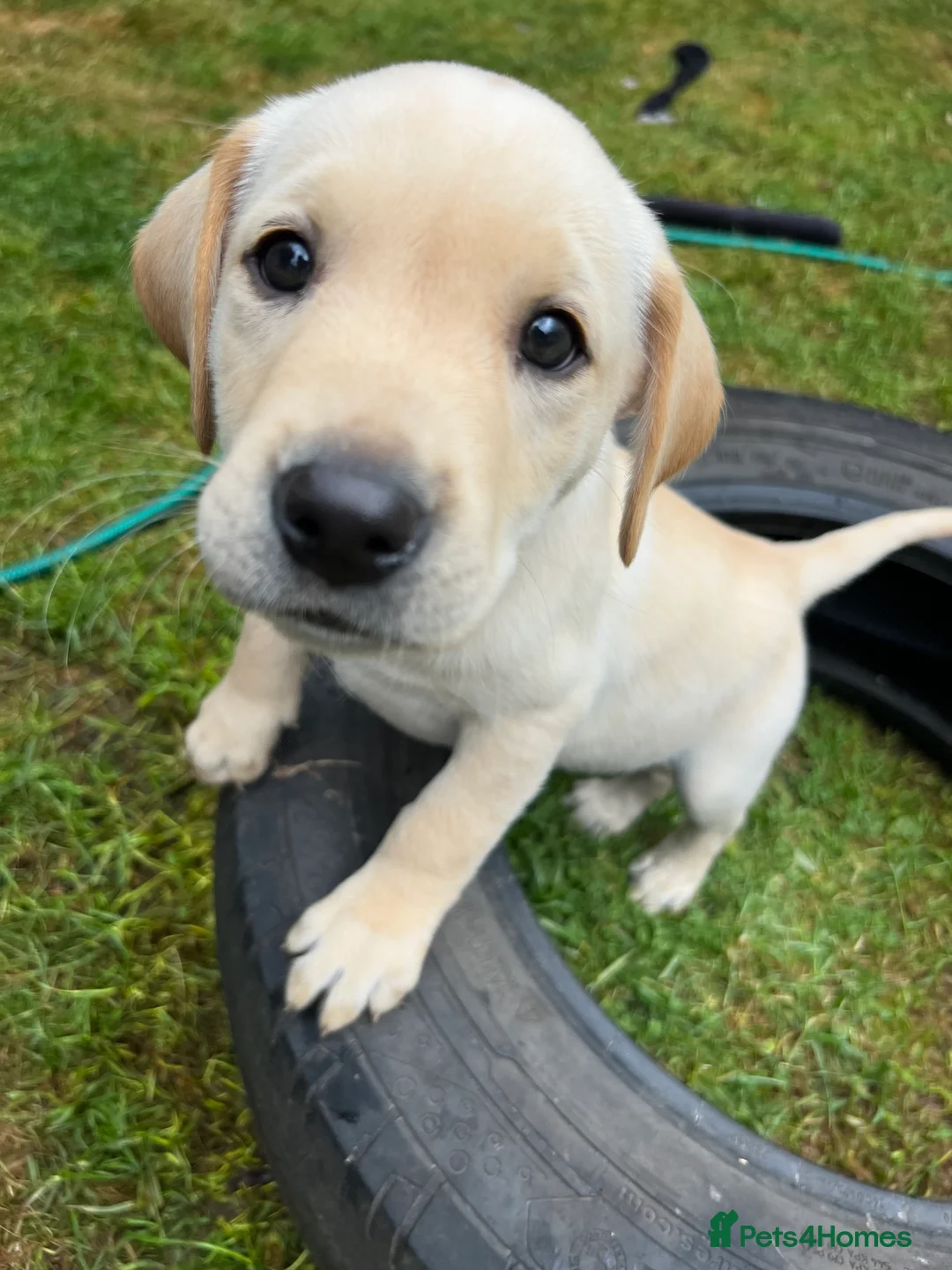 Labrador Retriever dogs for sale: Kc registered yellow lab puppies  - Advert 7