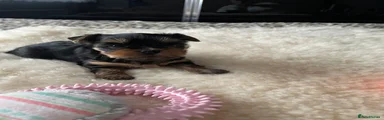Yorkshire Terrier Puppy 3