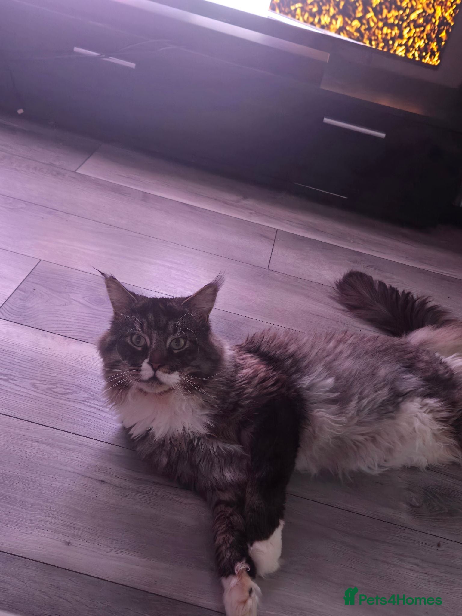 Maine Coon cats Maine Coon Looking for a Loving Home – Bob 🐾❤️ - Advert 1