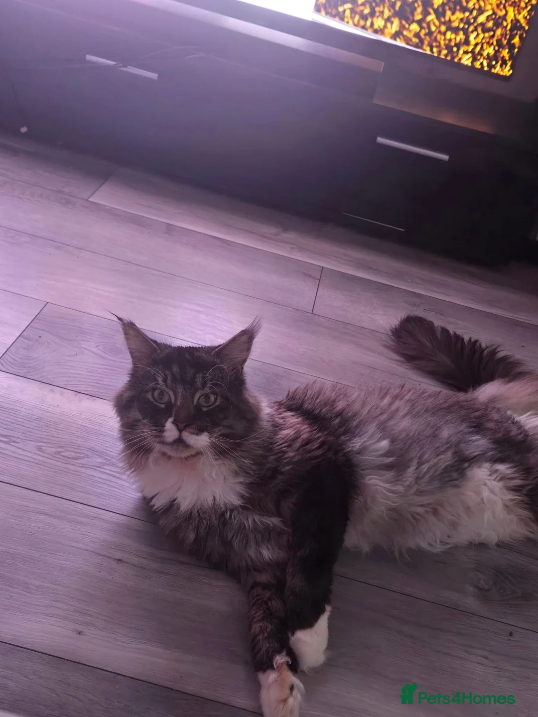 Maine Coon cats for sale: Maine Coon Looking for a Loving Home – Bob 🐾❤️ in Bridgwater - Advert 1