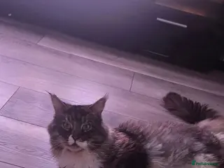 Maine Coon cats Maine Coon Looking for a Loving Home – Bob 🐾❤️ - Advert 12