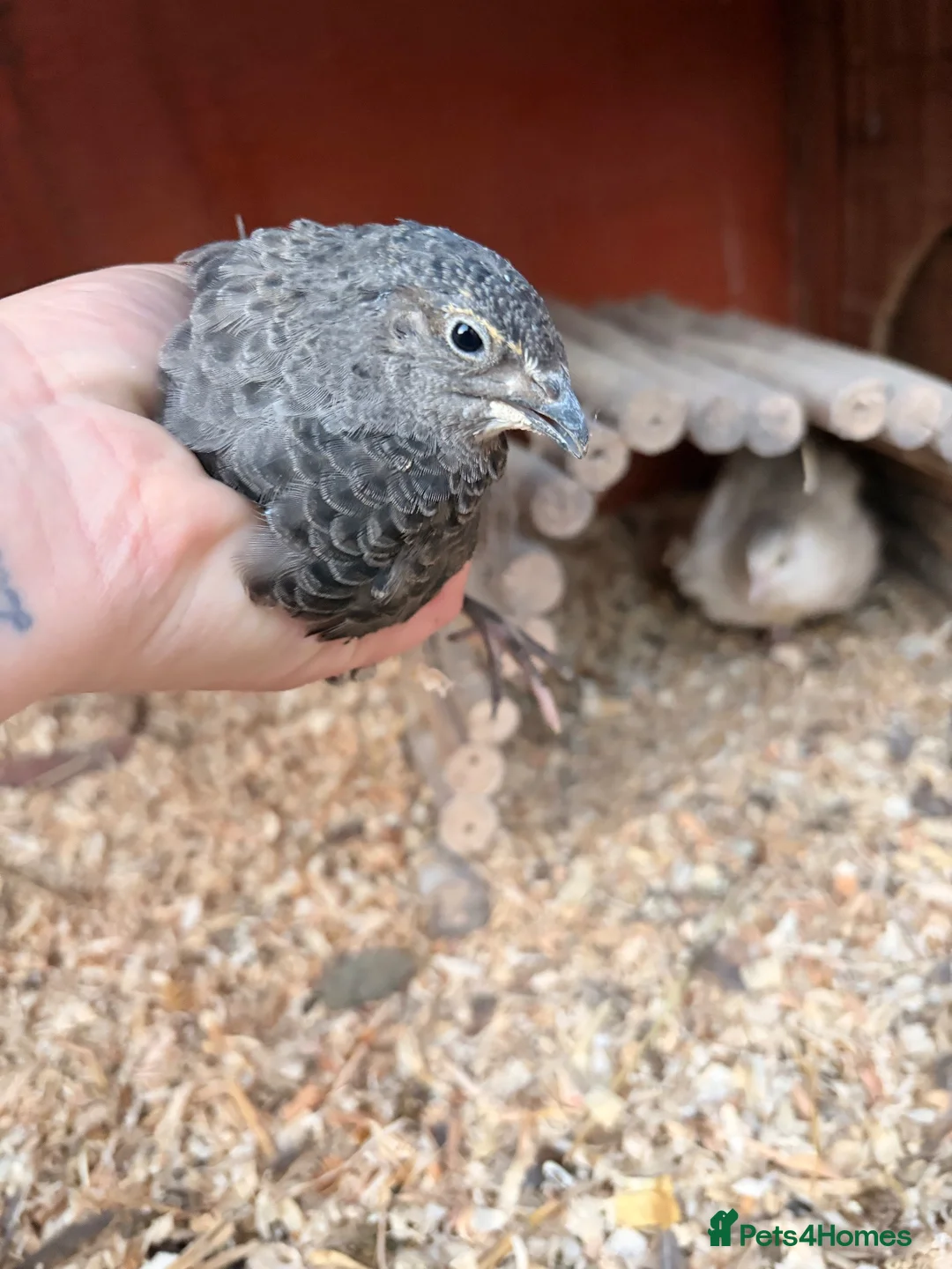 Quail poultry for sale: 5 girls male Japanese Dark Coturnix Quail  - Advert 2