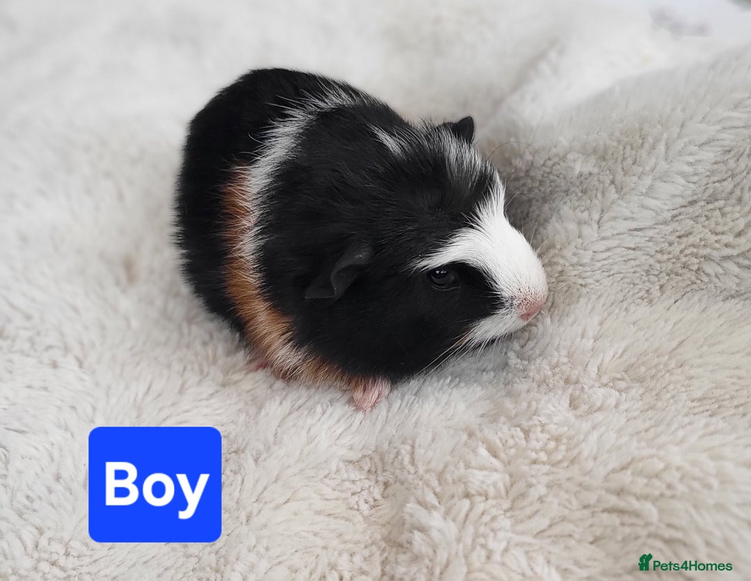 Guinea Pig rodents for sale: 5 Beautiful Baby Guinea pigs for sale  - Image 8