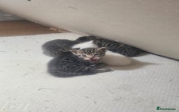 Norwegian Forest Cat cats for sale: Georgeta Ana Ivan  - Image 1