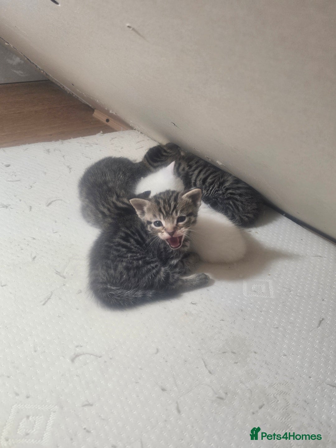 Norwegian Forest Cat cats for sale: Georgeta Ana Ivan  - Image 1