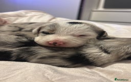 Border Collie dogs for sale: Border collie puppy’s ready to reserve  - Image 1