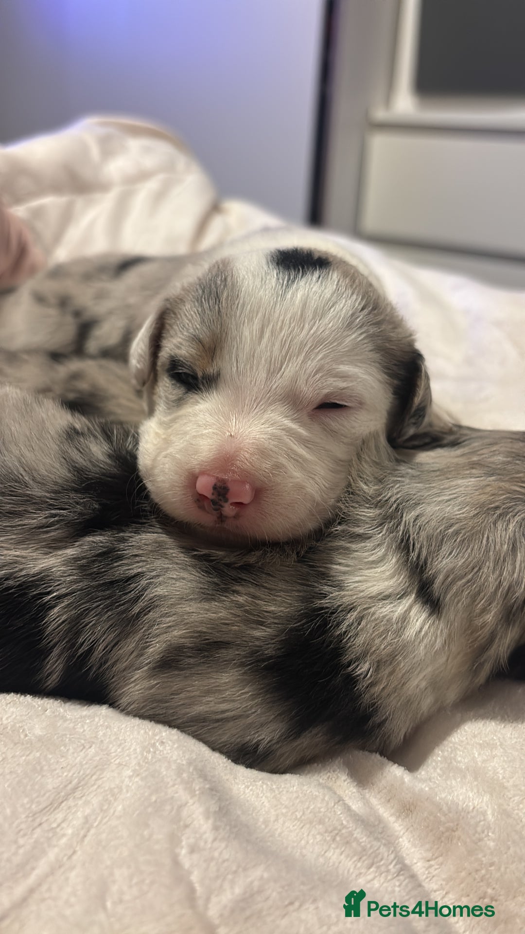 Border Collie dogs for sale: Border collie puppy’s ready to reserve  - Image 1