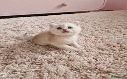 British Shorthair cats for sale: BSH 4 kittens ready for reservation  - Image 4