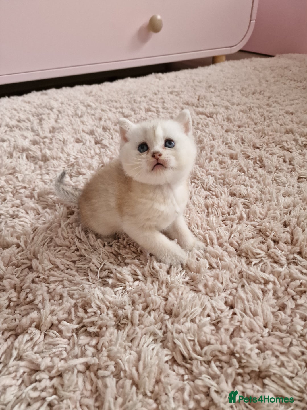 British Shorthair cats for sale: BSH 4 kittens ready for reservation  - Image 4