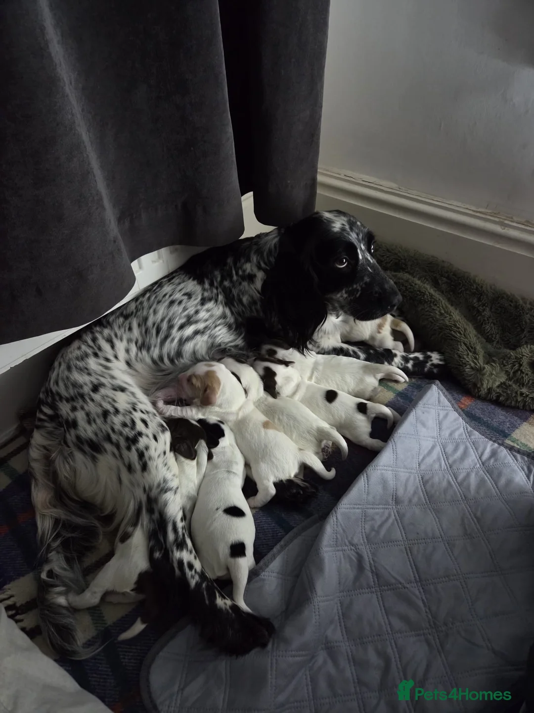 Sprocker dogs for sale: Female sprocker pup  - Advert 2