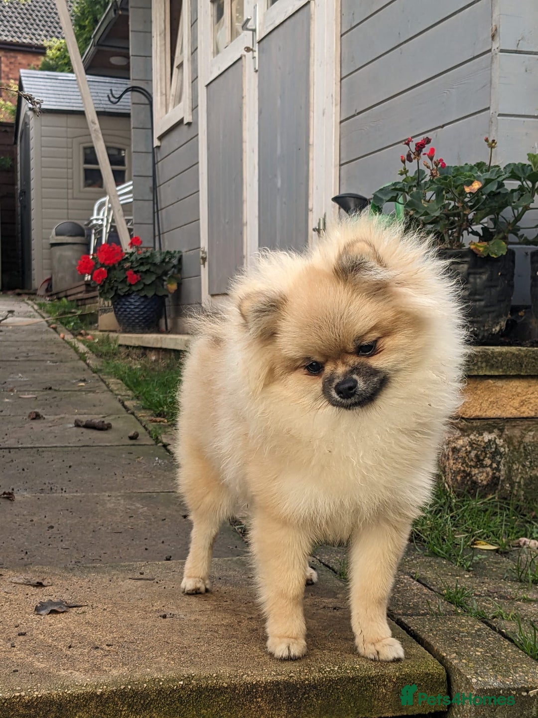 Pomeranian dogs for sale: Pom puppys with Kc reg , pedigree for sale - Image 21