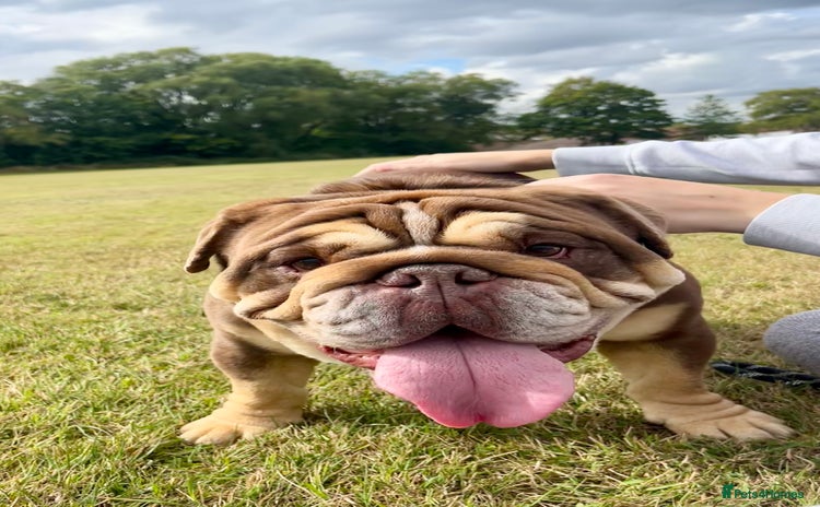 English Bulldog dogs - Advert 1
