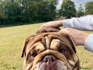 English Bulldog dogs - Advert 6