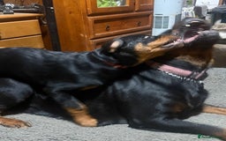 Rottweiler dogs for sale: Chunky Rottweiler puppy  - Image 6