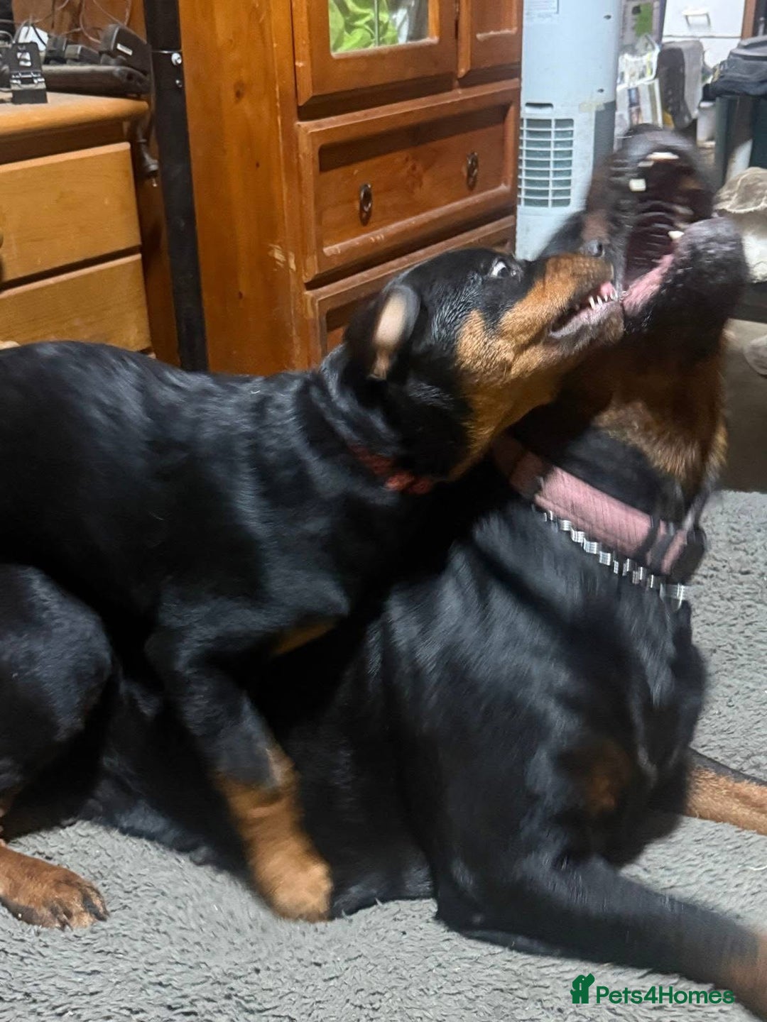 Rottweiler dogs for sale: Chunky Rottweiler puppy  - Image 6