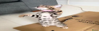 Bengal 6