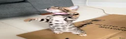 Bengal cats for sale: TICA Registered Bengal Kittens - Advert 36