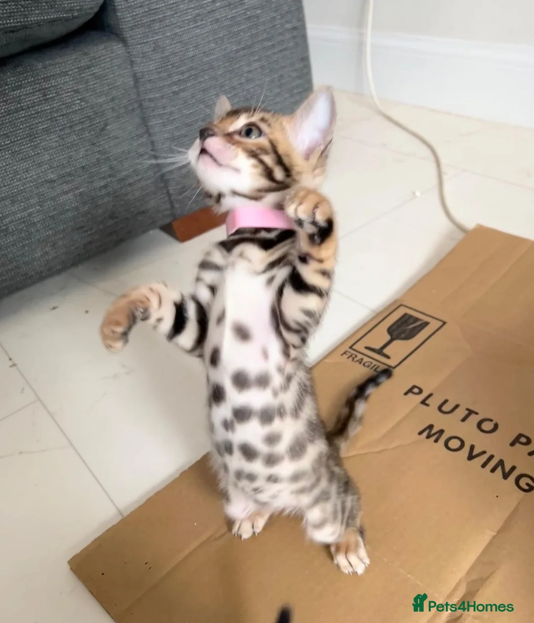 Bengal cats for sale: TICA Registered Bengal Kittens - Advert 36