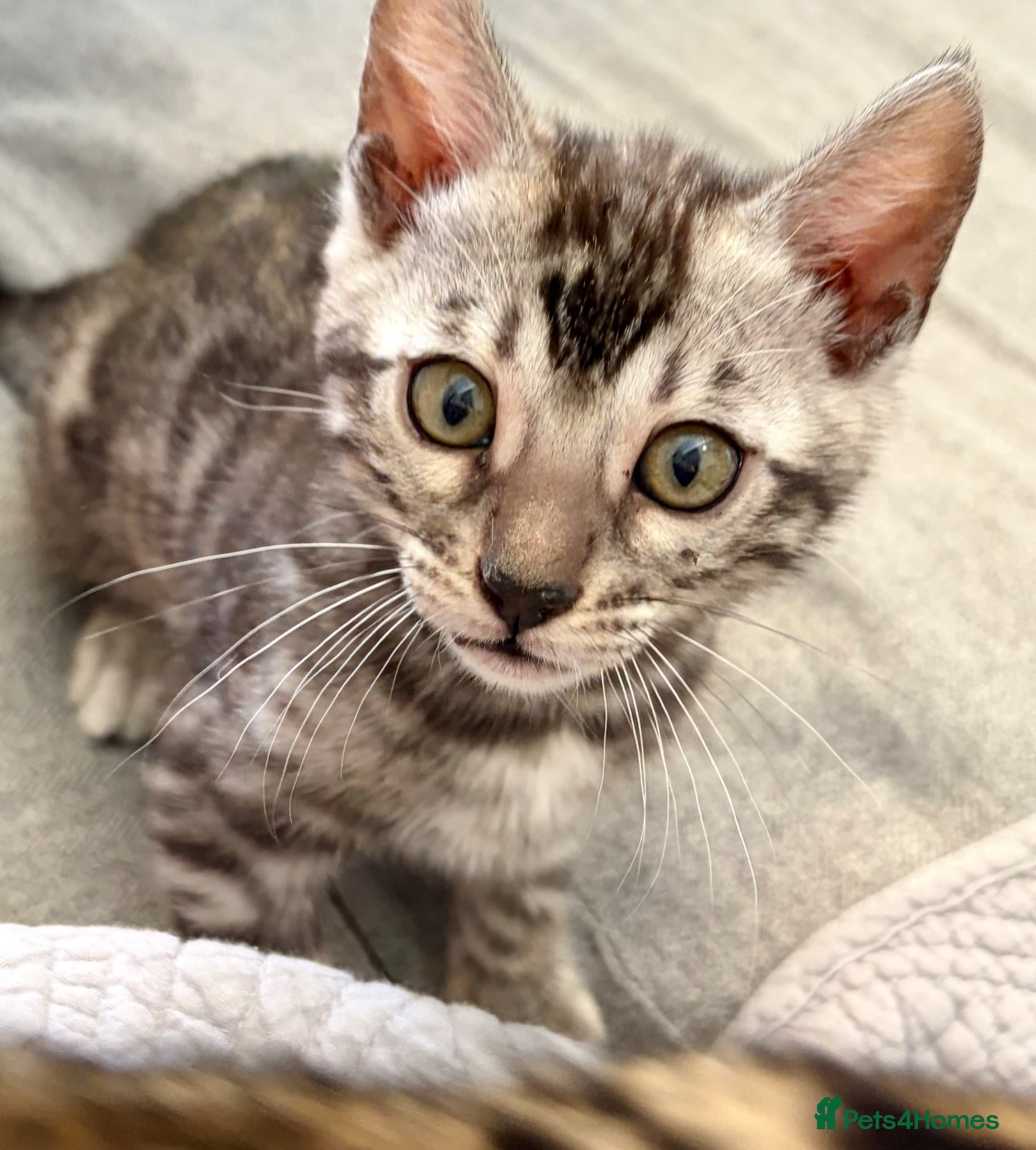 Bengal cats Last Gorgeous glitter coated Bengal Kittens  - Advert 2