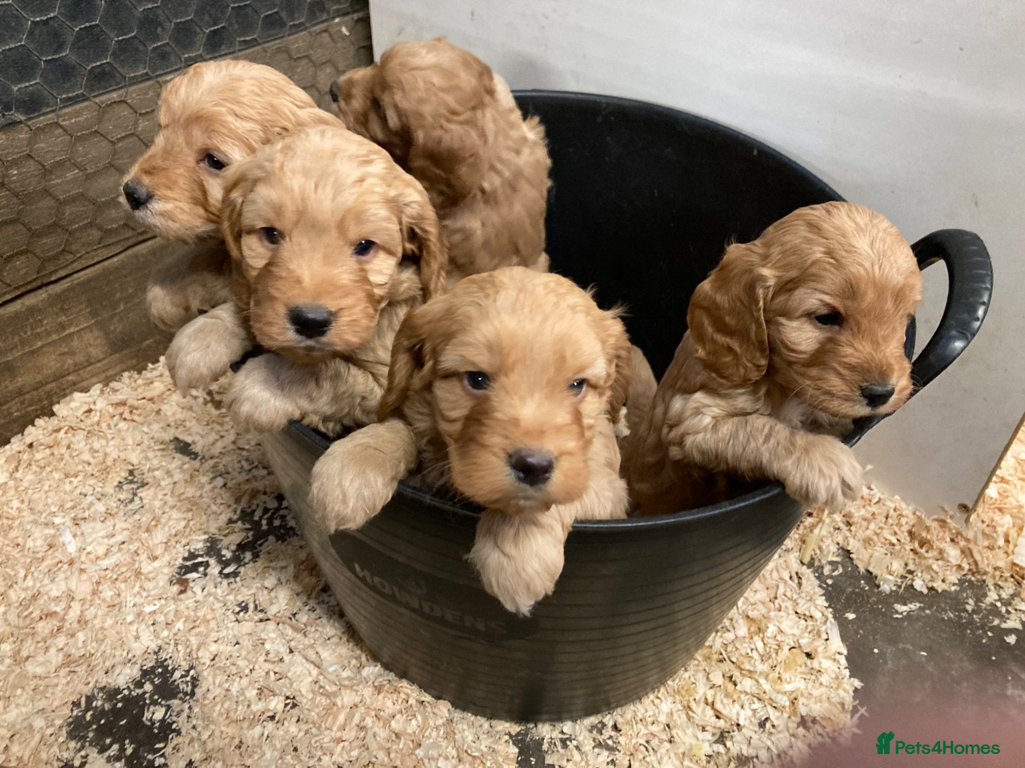 Cockapoo dogs Cuddly Cockapoos - Advert 11