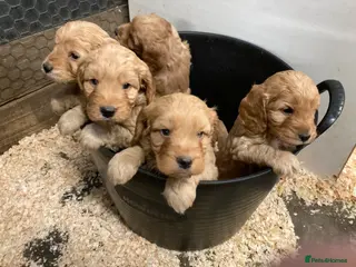 Cockapoo dogs Cuddly Cockapoos - Advert 11