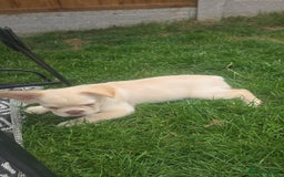 French Bulldog dogs for sale: Pet price pup sale - Image 4