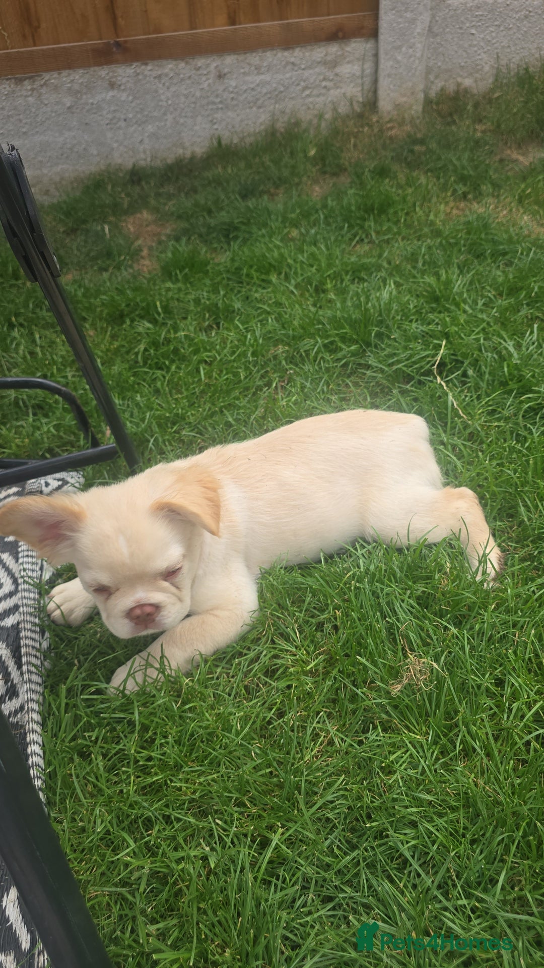 French Bulldog dogs for sale: Pet price pup sale - Image 4