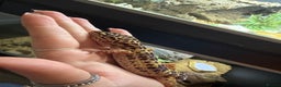 Gecko reptiles for sale: Snow leopard gecko  - Advert 3