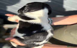 English Springer Spaniel dogs for sale: Beautiful Springer spaniel puppies  - Image 9