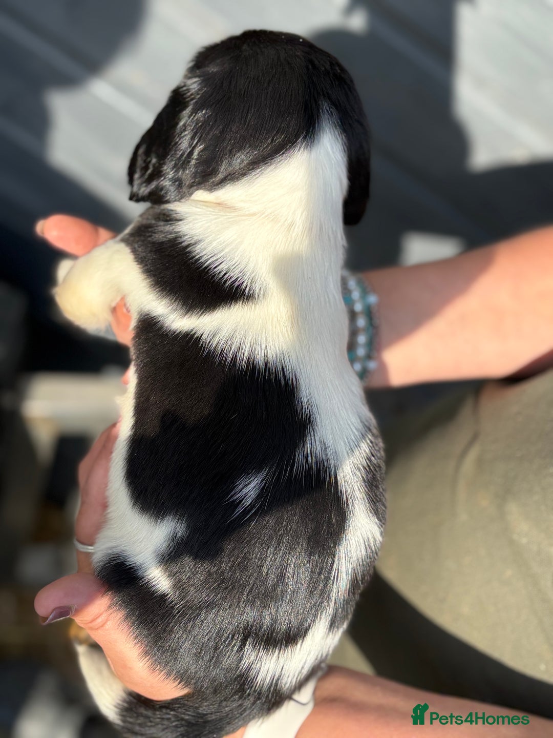 English Springer Spaniel dogs for sale: Beautiful Springer spaniel puppies  - Image 9