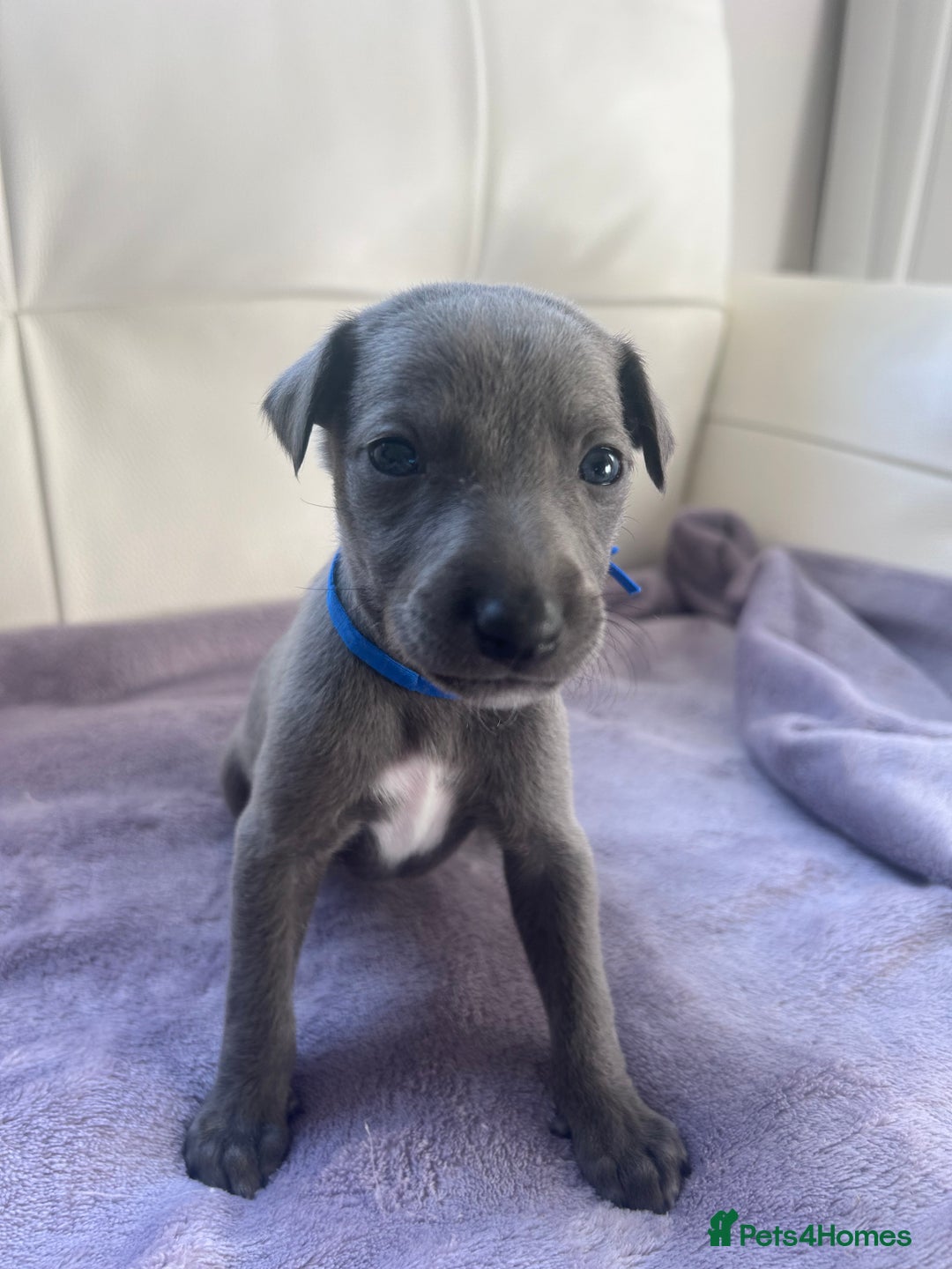 Whippet dogs for sale: Very beautiful whippets puppies  - Image 10