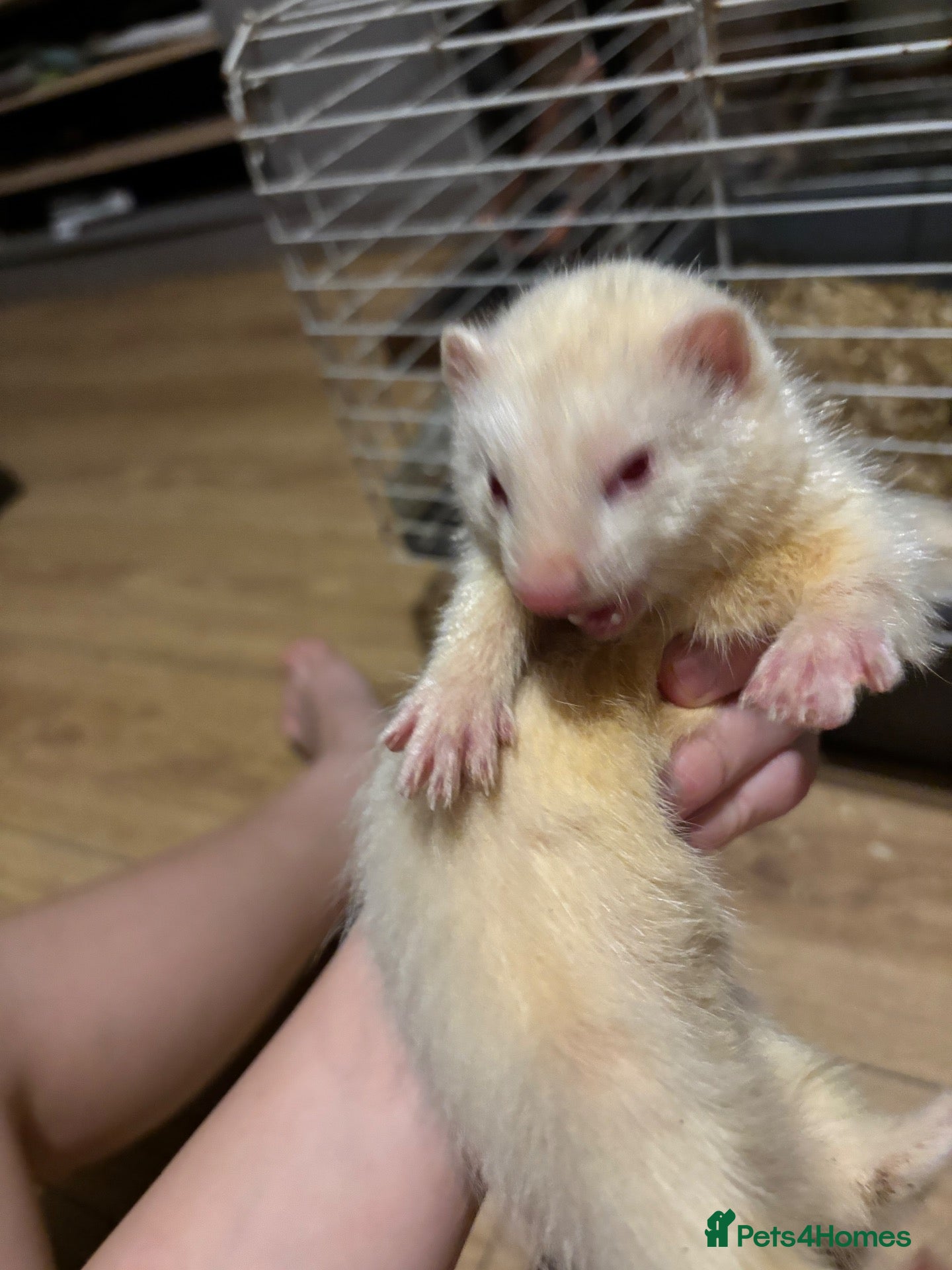 Ferret rodents for sale: 3 albino ferrets ready now  - Advert 2