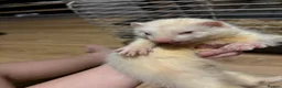 Ferret rodents for sale: 3 albino ferrets ready now  - Advert 2