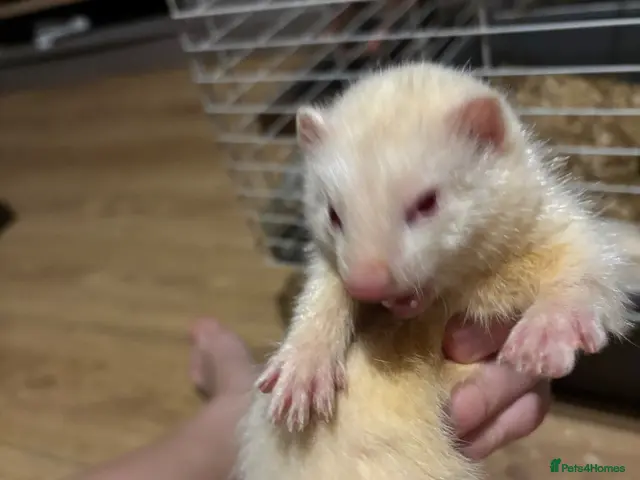 Ferret rodents for sale: 3 albino ferrets ready now - Advert 2