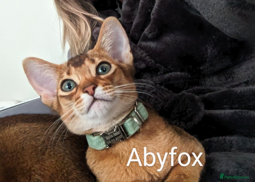 Abyssinian cats for sale: LAST 🤎🤎GIRL🐈 Available 💙🤎 TICA pedigree  in Ruislip - Image 9